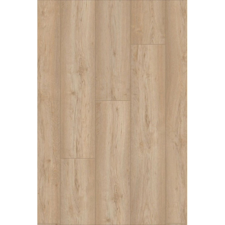 Desert Oak