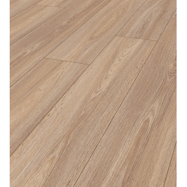 Desert Oak